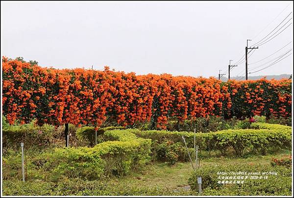 瑞穗炮仗花隧道-2020-01-10.jpg