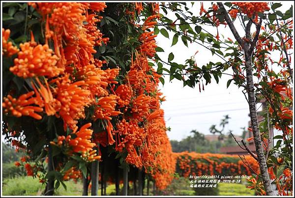 瑞穗炮仗花隧道-2020-01-09.jpg