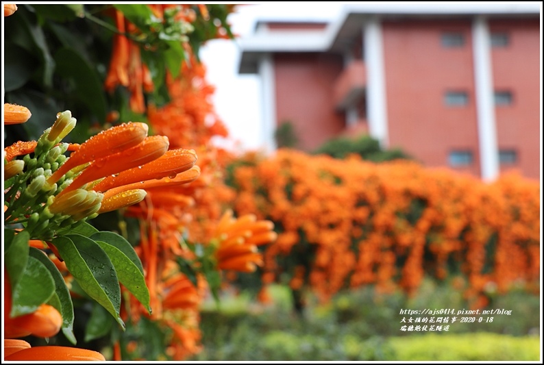 瑞穗炮仗花隧道-2020-01-30.jpg