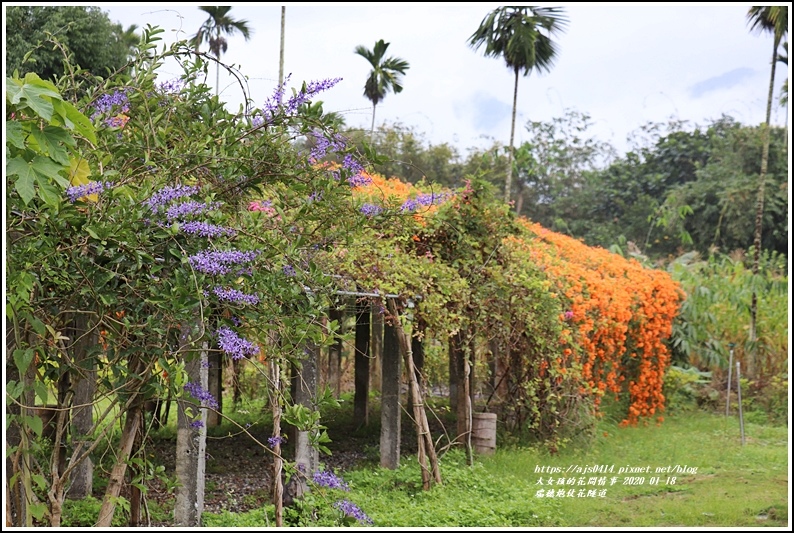 瑞穗炮仗花隧道-2020-01-43.jpg