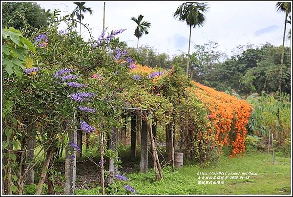 瑞穗炮仗花隧道-2020-01-43.jpg