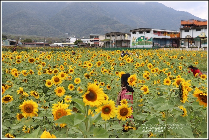 關山向日葵花海,關山米國學校,向日葵,花海,春節,南下旅行,觀光景點,台東,關山,米國學校,向日葵花