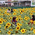 關山(米國學校)向日葵花海-2020-01-09.jpg