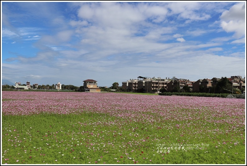 吉安花海-2020-01-08.jpg