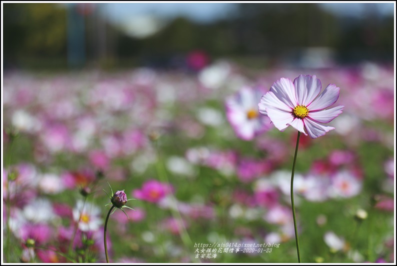 吉安花海-2020-01-05.jpg