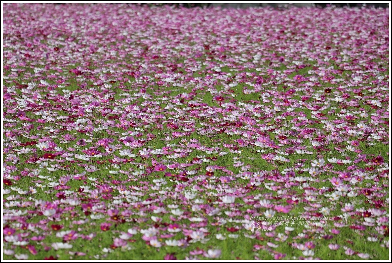 吉安花海-2020-01-14.jpg