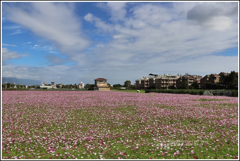 吉安花海-2020-01-22.jpg