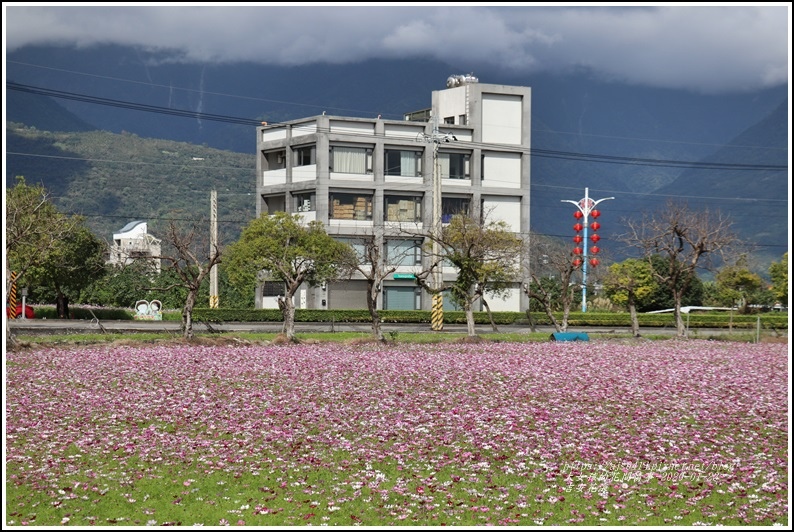 吉安花海-2020-01-18.jpg