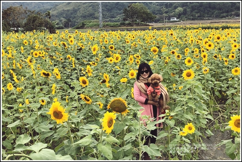 關山向日葵花海-2020-01-40.jpg