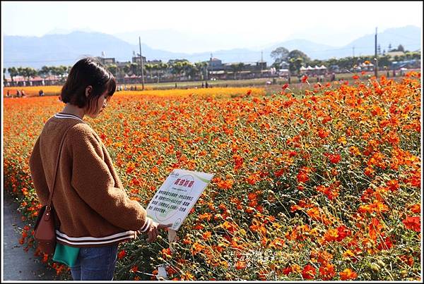 台中新社花海-2019-11-91.jpg