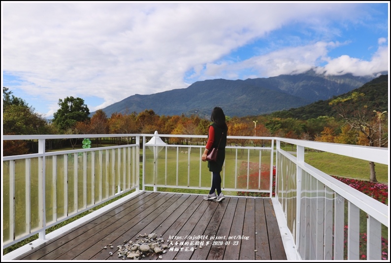 花蓮,國福里,落羽松,撒奇萊雅祭祀廣場,花海,國福社區花海,花蓮景點