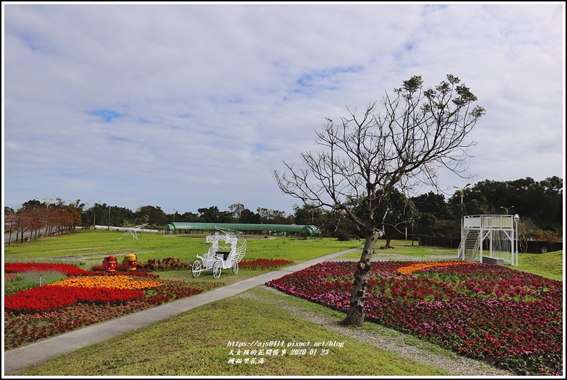 國福里花海-2020-01-27.jpg