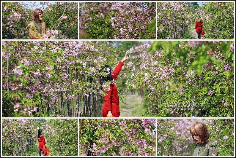 宜蘭,冬山,安農七路,枝垂櫻,櫻花隧道,賞櫻,櫻花季,枝垂櫻隧道,打卡,拍照,IG,粉紅櫻花隧道,瀑布櫻花,百岳,步道,神木,花海,秘境,宜蘭景點