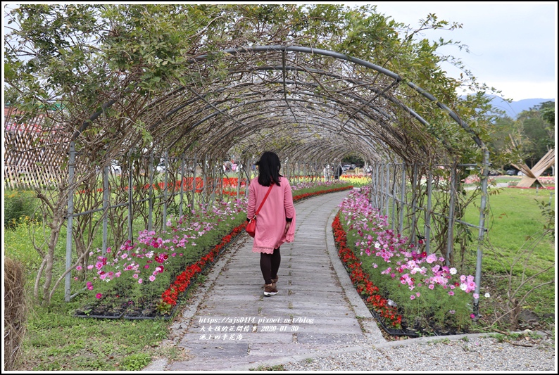 池上四季花海-2020-01-07.jpg