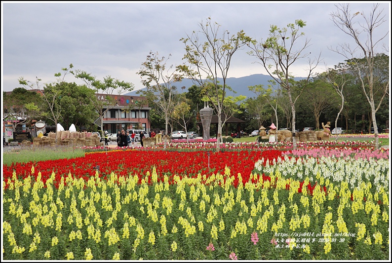 池上四季花海-2020-01-08.jpg