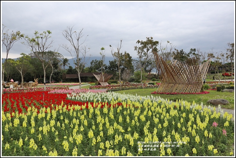 池上四季花海-2020-01-12.jpg