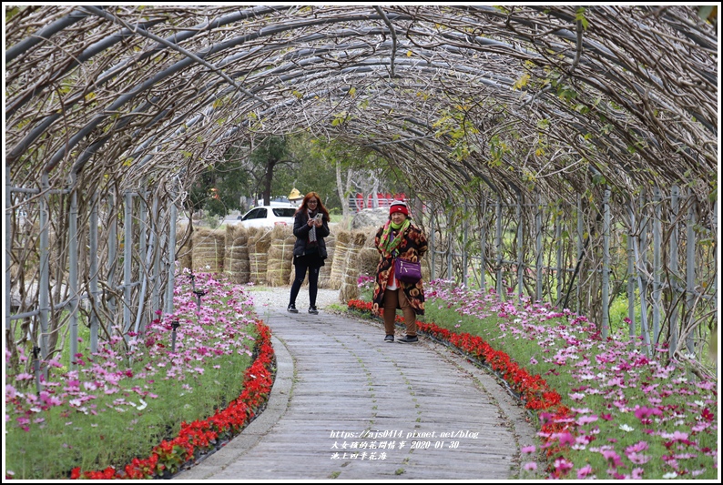 池上四季花海-2020-01-10.jpg