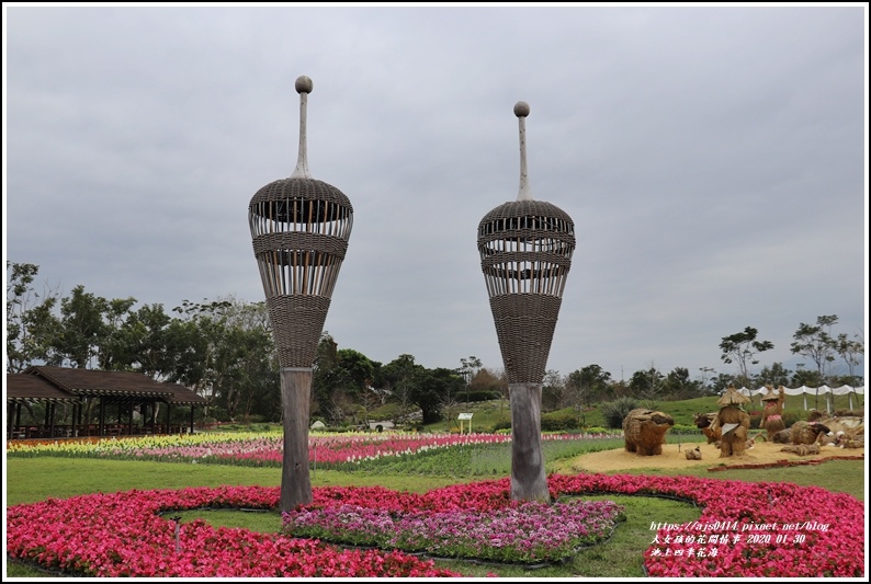 池上四季花海-2020-01-22.jpg