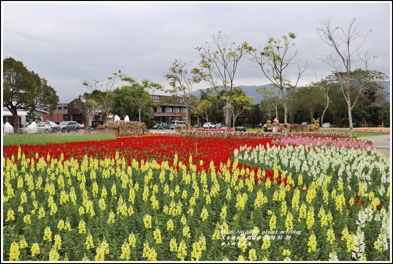 池上四季花海-2020-01-26.jpg