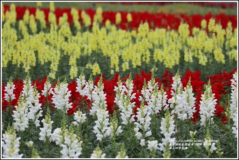 池上四季花海-2020-01-28.jpg