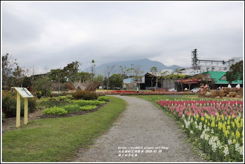 池上四季花海-2020-01-31.jpg