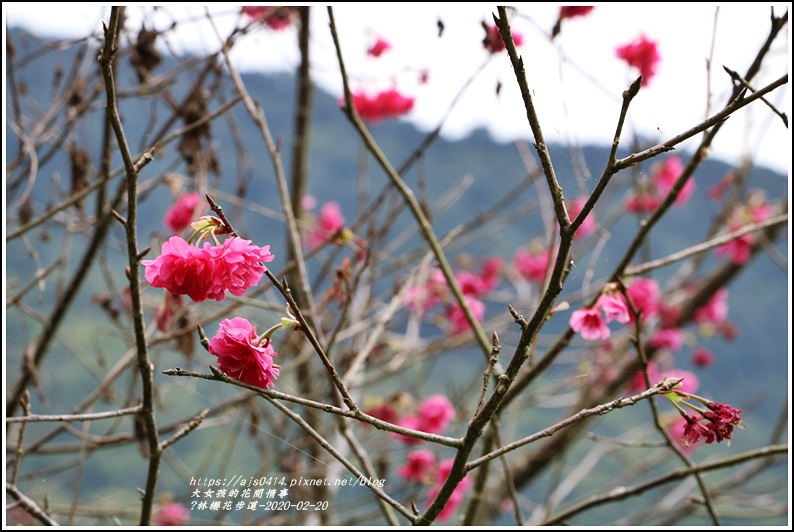 鳳林櫻花步道-2020-02-05.jpg