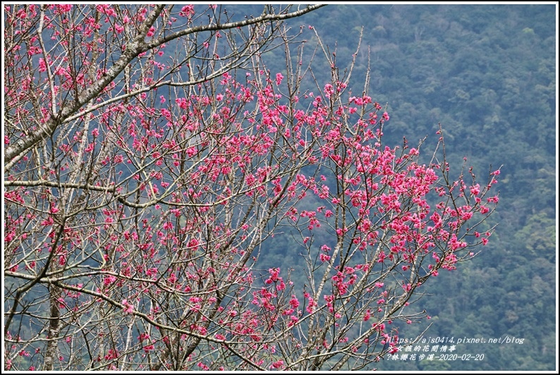 鳳林櫻花步道-2020-02-06.jpg