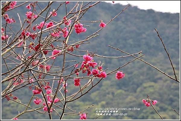 鳳林櫻花步道-2020-02-03.jpg