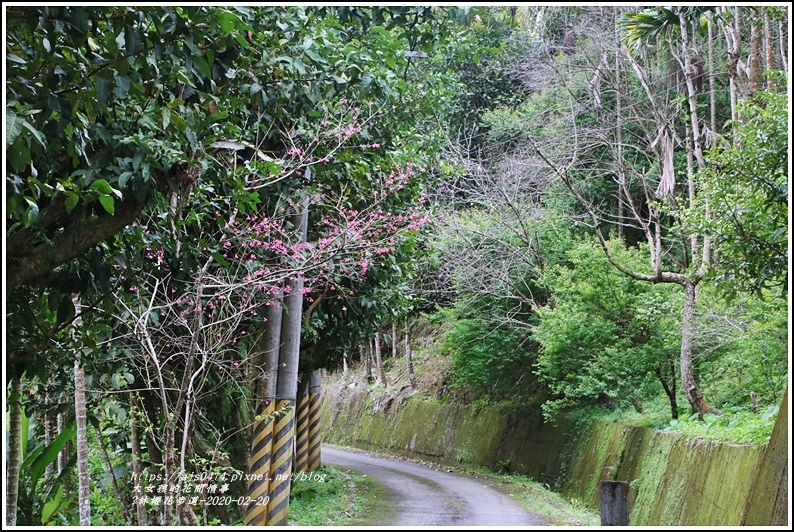 鳳林櫻花步道-2020-02-08.jpg