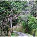 鳳林櫻花步道-2020-02-08.jpg