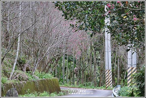 鳳林櫻花步道-2020-02-07.jpg