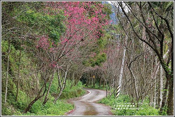 鳳林櫻花步道-2020-02-16.jpg