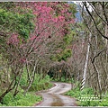 鳳林櫻花步道-2020-02-16.jpg