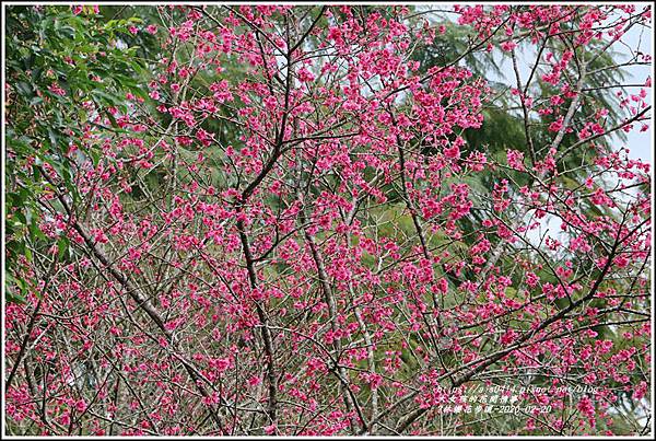 鳳林櫻花步道-2020-02-14.jpg