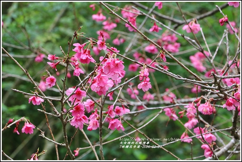 鳳林櫻花步道-2020-02-27.jpg