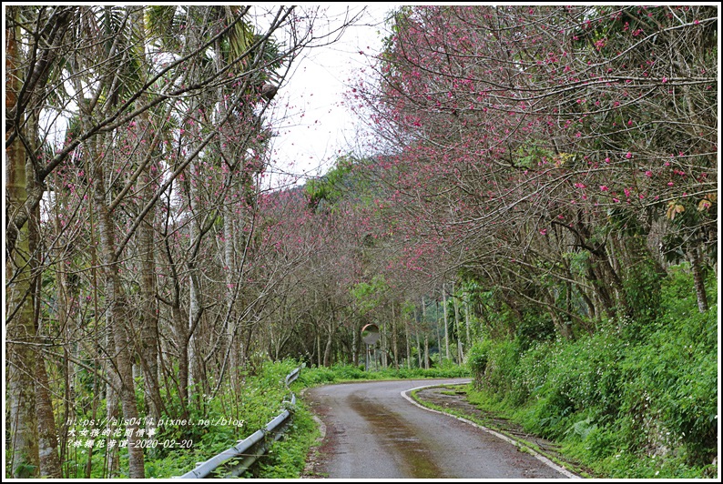 鳳林櫻花步道-2020-02-26.jpg