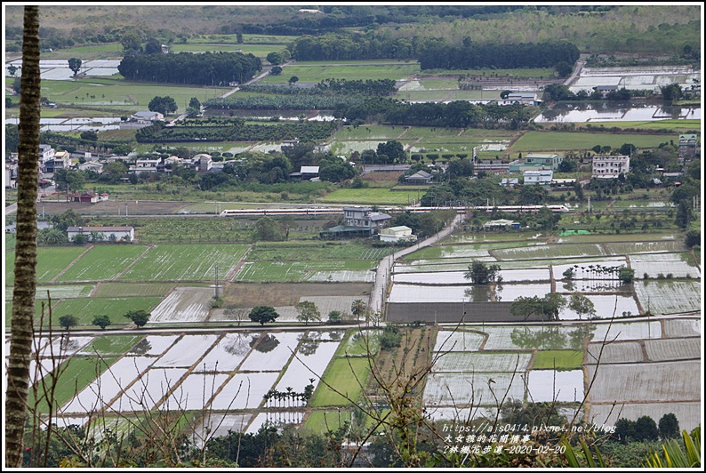 鳳林櫻花步道-2020-02-23.jpg