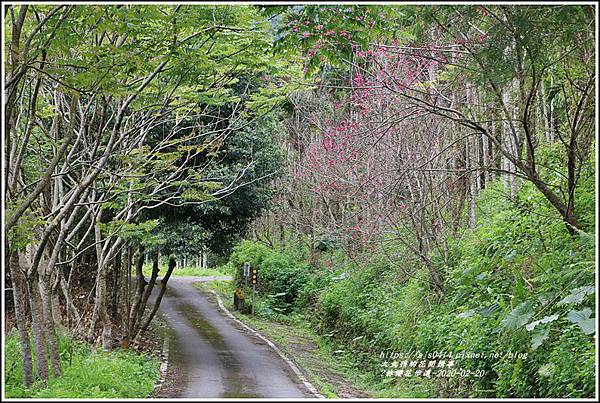 鳳林櫻花步道-2020-02-25.jpg