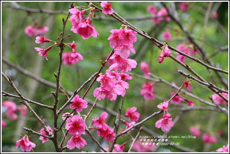 鳳林櫻花步道-2020-02-30.jpg