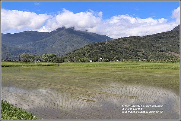 富源興泉圳黃花風鈴木-2020-02-01.jpg