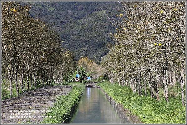 富源興泉圳黃花風鈴木-2020-02-07.jpg