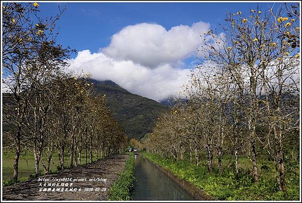 富源興泉圳黃花風鈴木-2020-02-06.jpg