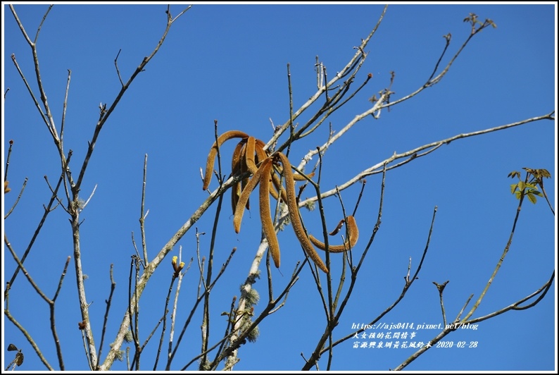 富源興泉圳黃花風鈴木-2020-02-15.jpg