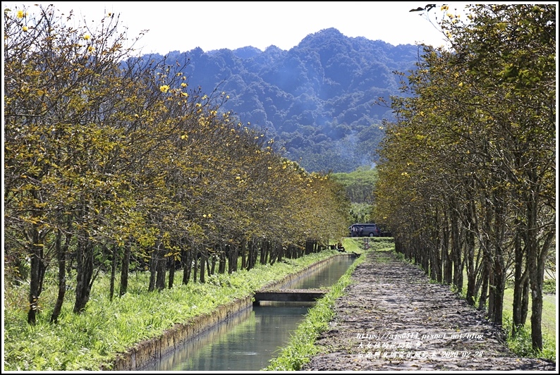 富源興泉圳黃花風鈴木-2020-02-12.jpg