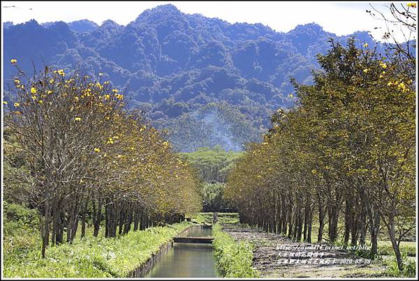 富源興泉圳黃花風鈴木-2020-02-14.jpg