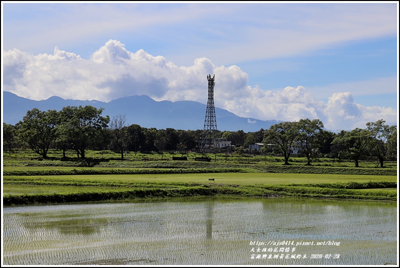 富源興泉圳黃花風鈴木-2020-02-13.jpg