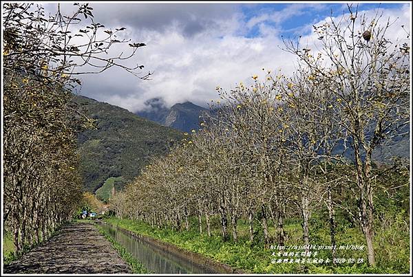 富源興泉圳黃花風鈴木-2020-02-20.jpg