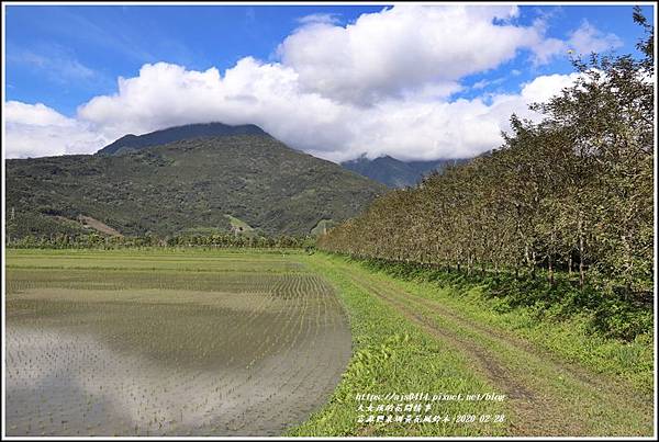 富源興泉圳黃花風鈴木-2020-02-26.jpg