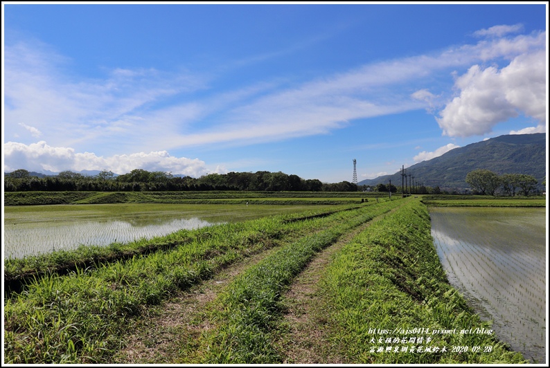 富源興泉圳黃花風鈴木-2020-02-25.jpg