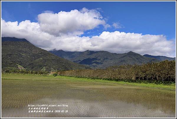 富源興泉圳黃花風鈴木-2020-02-27.jpg